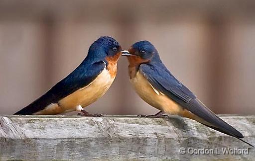 Lovebird Swallows_46201.jpg - Barn Swallows (Hirundo rustica)Photographed near Breaux Bridge, Louisiana, USA.